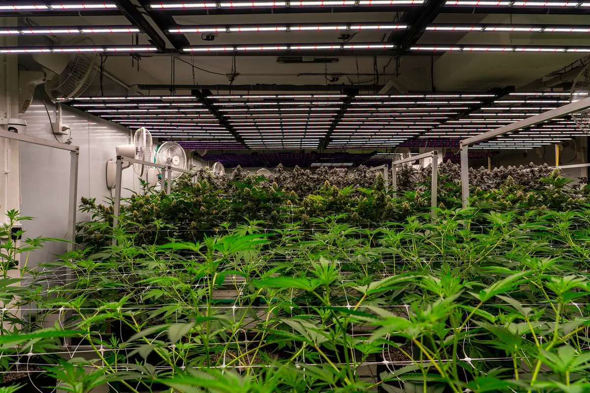 Plants in the HighCraft grow room